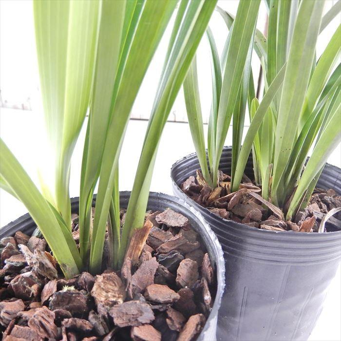 日本花キ流通 キンリョウヘン 苗 金稜辺 日本ミツバチを集めるお花