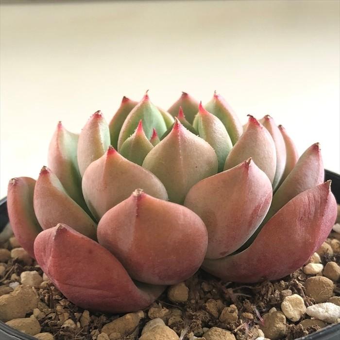 日本花キ流通 多肉植物 swkエケベリア アップルパイ 韓国苗 日本花キ流通 多肉植物 swkエケベリア アップルパイ 韓国苗
