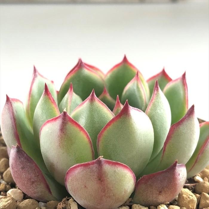 多肉植物 Swkエケベリア ジェシカ メキシコポルデンシス ラブファイヤー エアーマジック 韓国苗 多肉植物 エケベリア 7 5cmポット