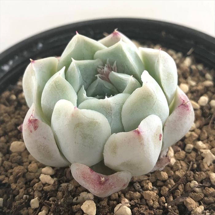 多肉植物 Swkエケベリア バラ月齢 韓国苗 多肉植物 エケベリア 6cmポット Z フラワーネット日本花キ流通 通販 Yahoo ショッピング