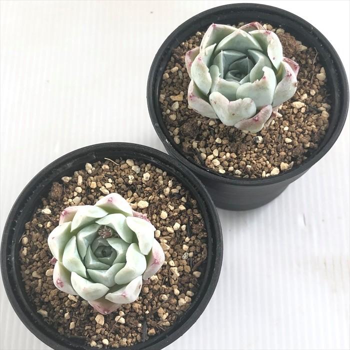 多肉植物 Swkエケベリア バラ月齢 韓国苗 多肉植物 エケベリア 6cmポット Z フラワーネット日本花キ流通 通販 Yahoo ショッピング