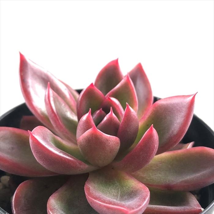 多肉植物 Swkエケベリア アラベスク 韓国苗 多肉植物 エケベリア 7 5cmポット Z フラワーネット日本花キ流通 通販 Yahoo ショッピング