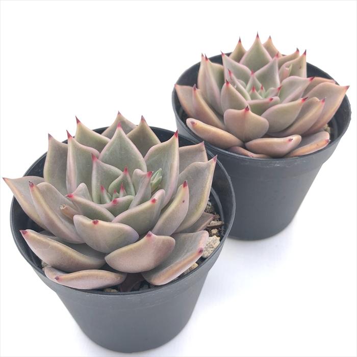 日本花キ流通 多肉植物 skエケベリア ビューティーリリー （リラシナ