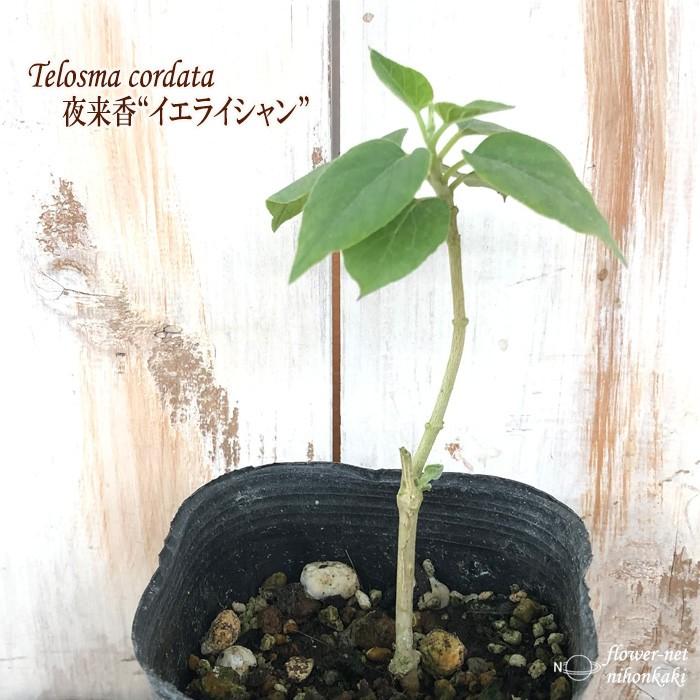 イエライシャン 夜来香 観葉植物 9cmポット 花苗 Z フラワーネット日本花キ流通 通販 Yahoo ショッピング