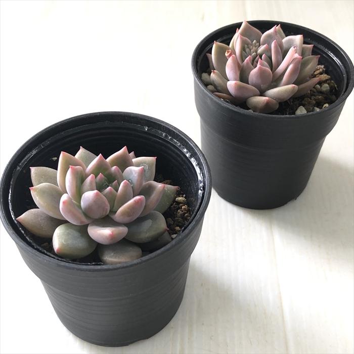 多肉植物 hmエケベリア ボニピカ 多肉植物 エケベリア 6cmポット