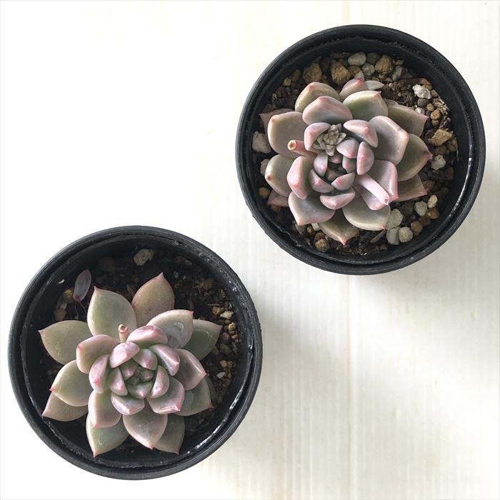 多肉植物 hmエケベリア ボニピカ 多肉植物 エケベリア 6cmポット