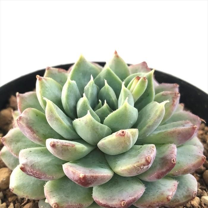 最安値挑戦!】 韓国製 多肉植物 Veronica - その他 最安値挑戦!】 韓国製 多肉植物 Veronica - その他