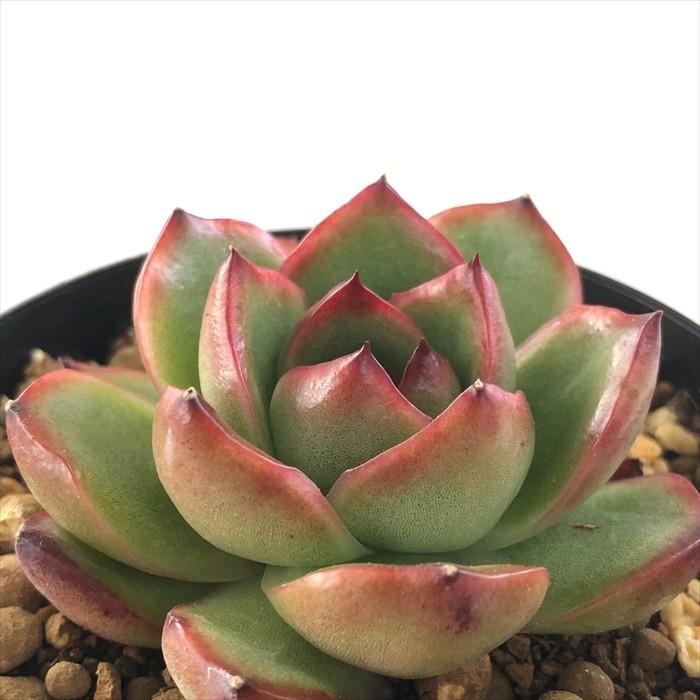 日本花キ流通 多肉植物 skエケベリア レッドイーグルス 韓国苗 日本花キ流通 多肉植物 skエケベリア レッドイーグルス 韓国苗