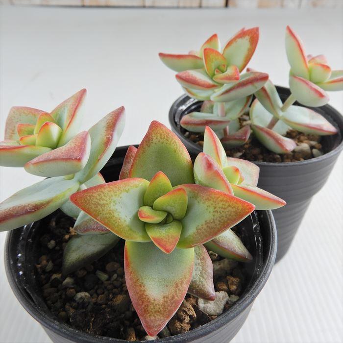 多肉植物 Hmクラッスラ サンスター 多肉植物 クラッスラ 6cmポット Z フラワーネット日本花キ流通 通販 Yahoo ショッピング