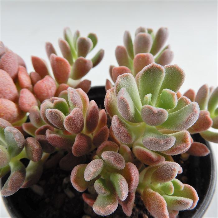 多肉植物 Hmセダム ビッグワンダー 多肉植物 セダム 6cmポット Z フラワーネット日本花キ流通 通販 Yahoo ショッピング