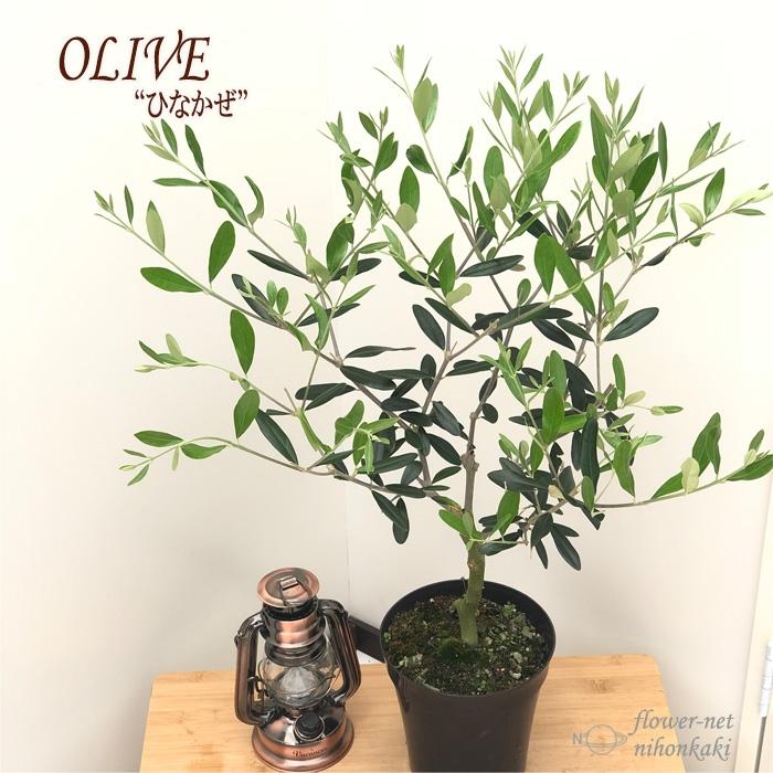 オリーブ ひなかぜ 5号鉢 送料無料 観葉植物 オリーブの木 苗 シンボルツリー 庭木 Z フラワーネット日本花キ流通 通販 Yahoo ショッピング