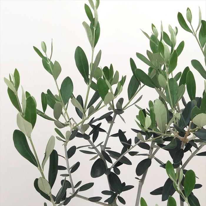 日本花キ流通 観葉植物 オリーブ ルッカ 5号鉢 送料無料 鉢植え 日本花キ流通 観葉植物 オリーブ ルッカ 5号鉢 送料無料 鉢植え