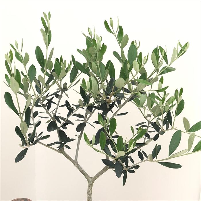 日本花キ流通 観葉植物 オリーブ ルッカ 5号鉢 送料無料 鉢植え 観葉