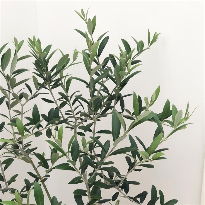 オリーブ アルベキナ 8号 140cm シンボルツリー 観葉植物 オリーブ 10号 アルベキーナ プラスチック鉢 | 観葉植物なら