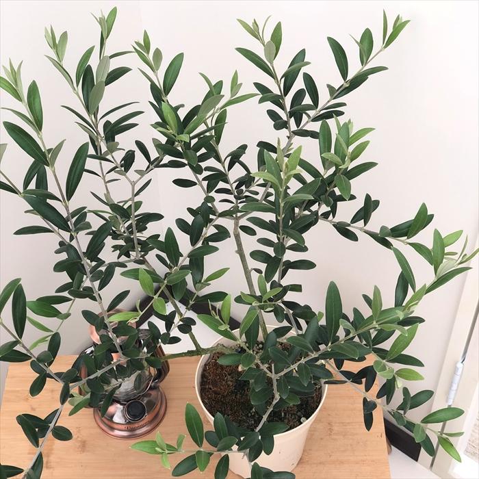 日本花キ流通 オリーブ アルベキーナ 5号鉢 送料無料 鉢植え 観葉植物