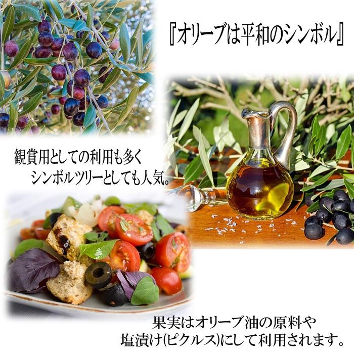 日本花キ流通 オリーブ アルベキーナ 5号鉢 送料無料 鉢植え 観葉植物