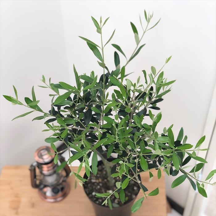 日本花キ流通 観葉植物 オリーブ レッチーノ 5号鉢 送料無料 鉢植え