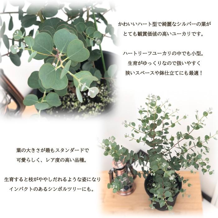 ハートリーフユーカリ ウェブステリアナ 5号鉢 観葉植物 ユーカリ ハーブ シンボルツリー Z フラワーネット日本花キ流通 通販 Yahoo ショッピング