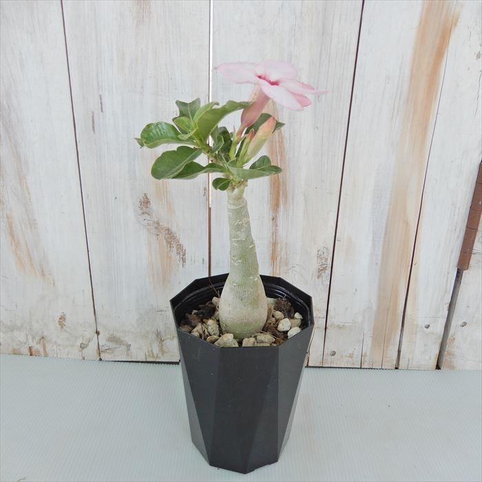 多肉植物 Caコーデックス アデニウム オベスム 薄ピンク 4号鉢 塊根植物 砂漠のバラ Z フラワーネット日本花キ流通 通販 Yahoo ショッピング