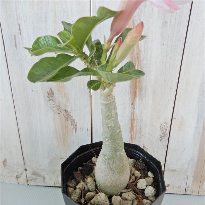 日本花キ流通 多肉植物 caコーデックス アデニウム オベスム 薄ピンク