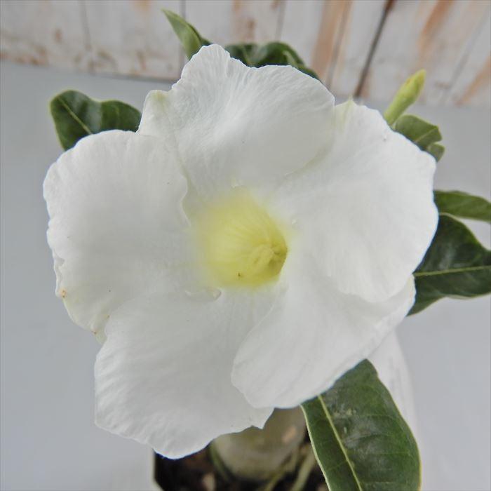 多肉植物 Caコーデックス アデニウム オベスム ラッキーラッキー 4号鉢 塊根植物 砂漠のバラ Z フラワーネット日本花キ流通 通販 Yahoo ショッピング