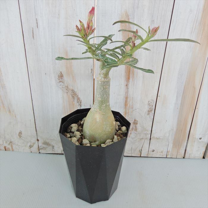 多肉植物 Caコーデックス 八重咲きアデニウム オベスム アイリーン 4号鉢 塊根植物 天空のバラ Z フラワーネット日本花キ流通 通販 Yahoo ショッピング