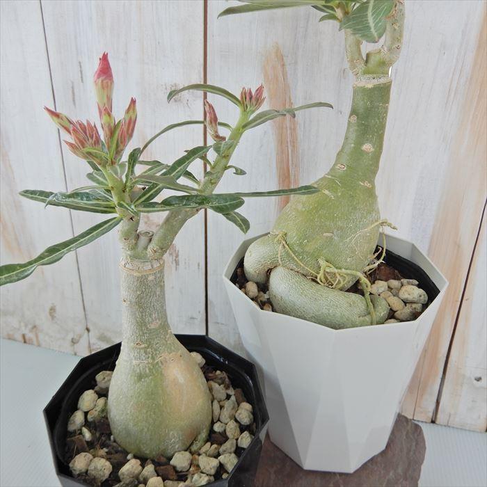 多肉植物 Caコーデックス 八重咲きアデニウム オベスム アイリーン 4号鉢 塊根植物 天空のバラ Z フラワーネット日本花キ流通 通販 Yahoo ショッピング