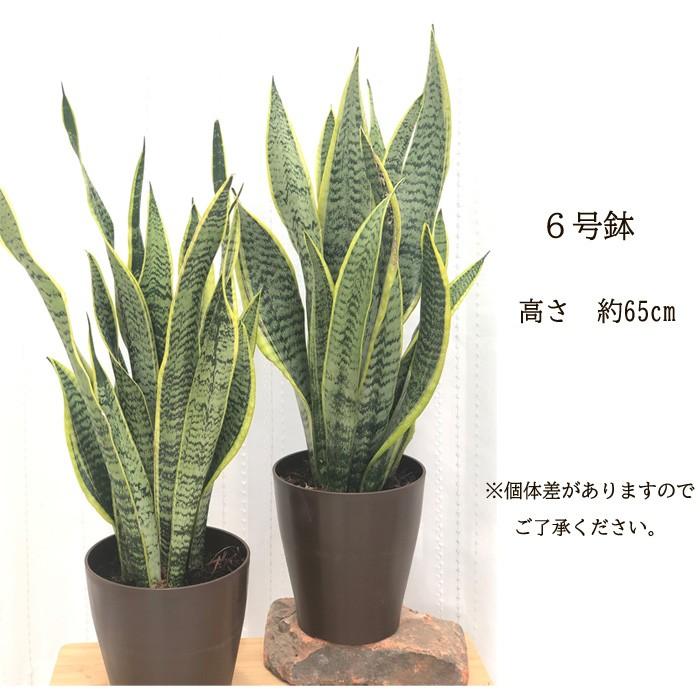 サンセベリア 6号鉢 送料無料 観葉植物 苗 インテリア おしゃれ サンスベリア トラノオ Z フラワーネット日本花キ流通 通販 Yahoo ショッピング