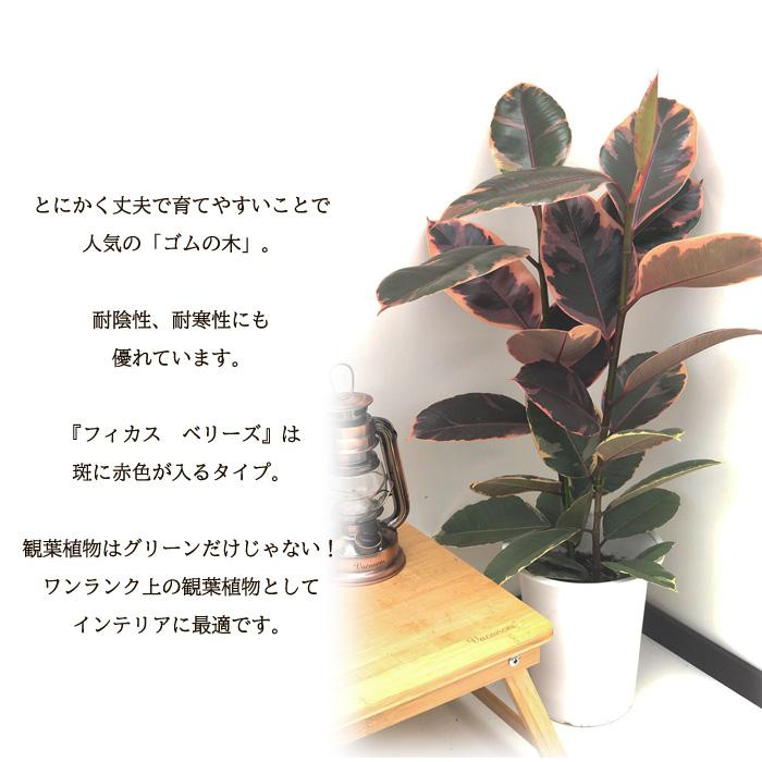 日本花キ流通 観葉植物 フィカス ベリーズ ゴムの木 6号鉢 赤ゴム 送料