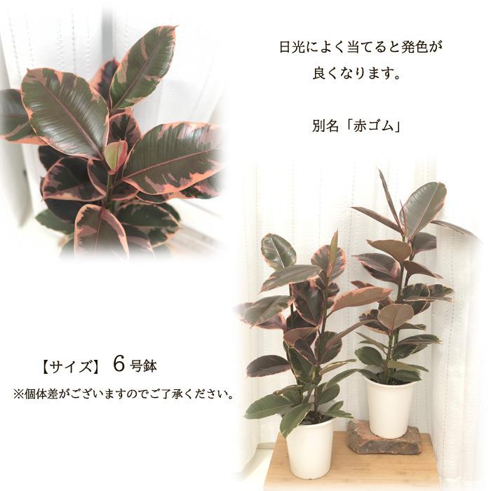 日本花キ流通 観葉植物 ゴムの木 フィカス ベリーズ 6号鉢 赤 日本花キ流通 観葉植物 ゴムの木 フィカス ベリーズ 6号鉢 赤