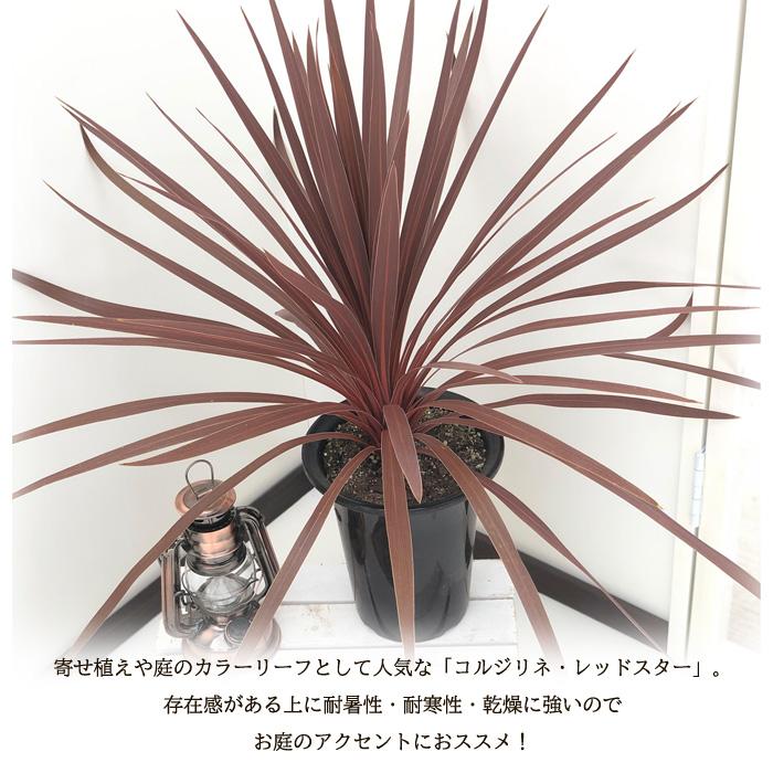コルジリネ レッドスター 5寸 70センチ 4鉢セット コルジリネ レッド