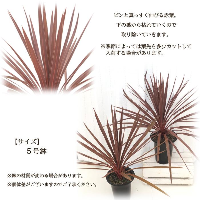 日本花キ流通 観葉植物 コルジリネ レッドスター 5号鉢 コルディリネ