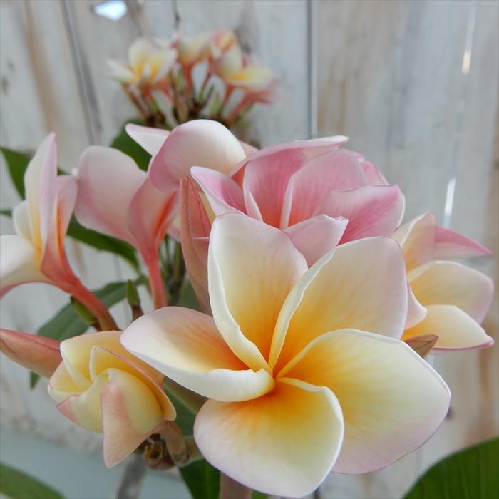 プルメリア シンクロニシティー Synchronicity キョウチクトウ科 熱帯植物 5号鉢 Z フラワーネット日本花キ流通 通販 Yahoo ショッピング