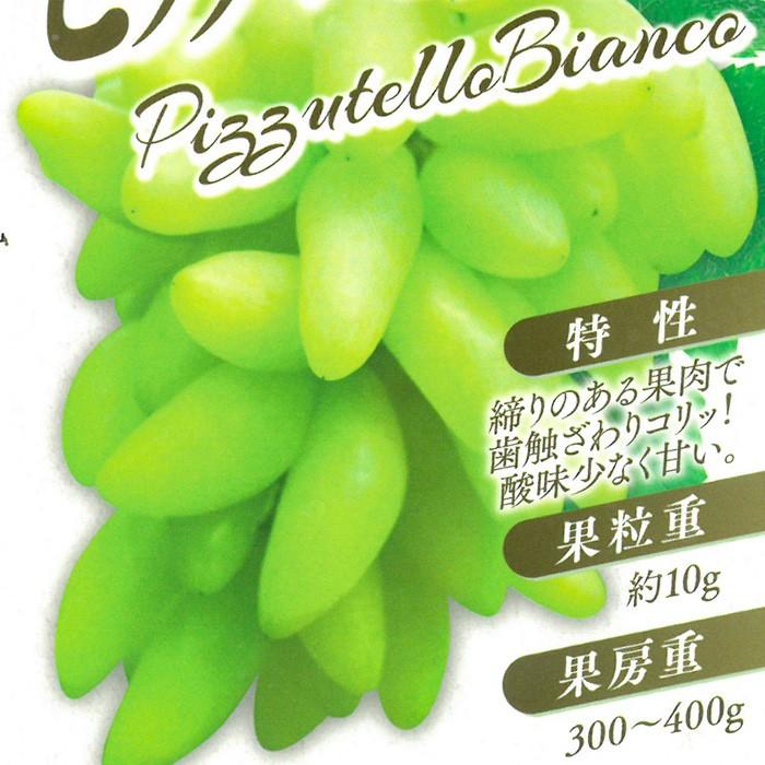 日本花キ流通 予約販売 ぶどう 苗 ピッテロビアンコ 10.5cm