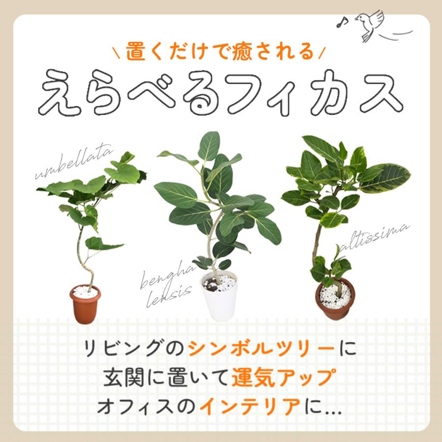 日本花キ流通 観葉植物 選べる フィカス ベンガレンシス オードリー