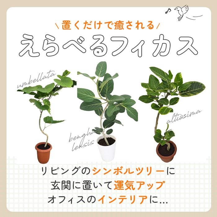 日本花キ流通 観葉植物 選べる フィカス ベンガレンシス オードリー