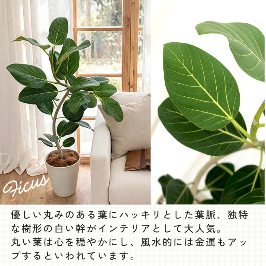 日本花キ流通 観葉植物 くねくね フィカス ベンガレンシス オードリー