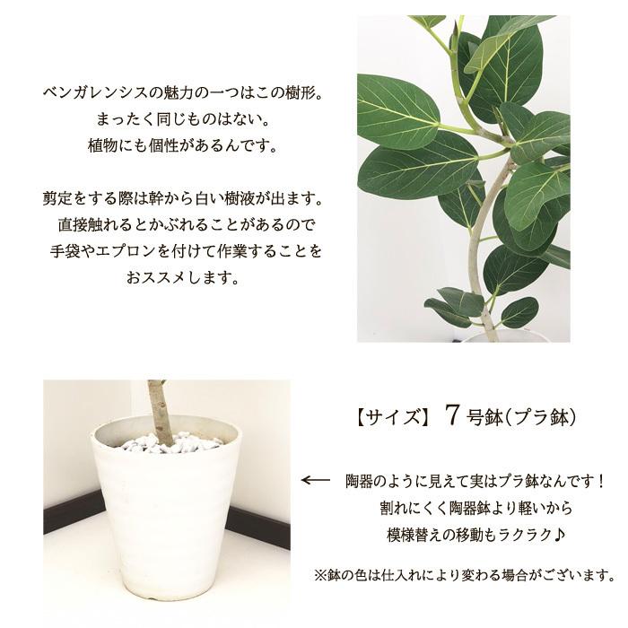 フィカス ベンガレンシス オードリー 7号鉢 送料無料 観葉植物 苗 インテリア おしゃれ ゴムの木 Z フラワーネット日本花キ流通 通販 Yahoo ショッピング