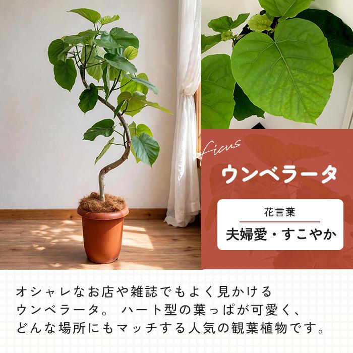 日本花キ流通 観葉植物 選べる くねくね フィカス ベンガレンシス