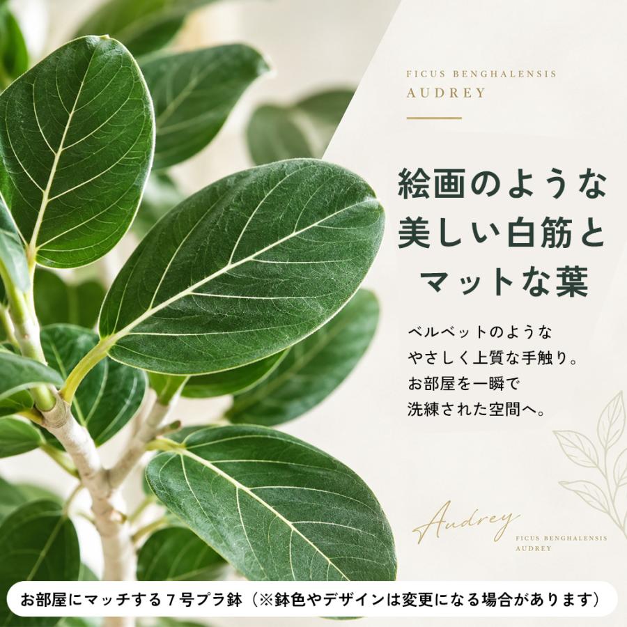 日本花キ流通 観葉植物 くねくね フィカス ベンガレンシス オードリー