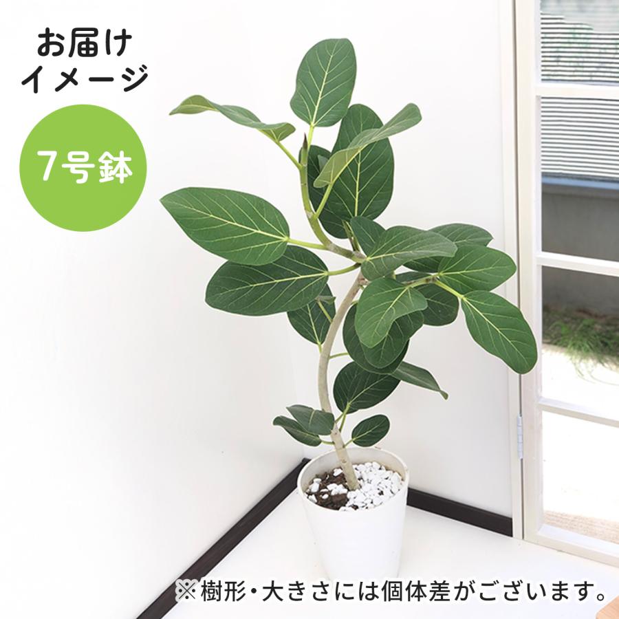 日本花キ流通 予約販売 観葉植物 選べる フィカス ベンガレンシス