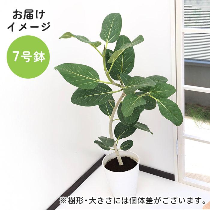 日本花キ流通 観葉植物 選べる フィカス ベンガレンシス オードリー