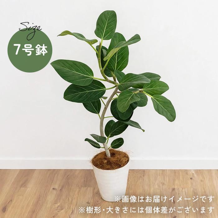 フィカス ウンベラータ 観葉植物 日本花キ流通 観葉植物 選べる くねくね フィカス ベンガレンシス