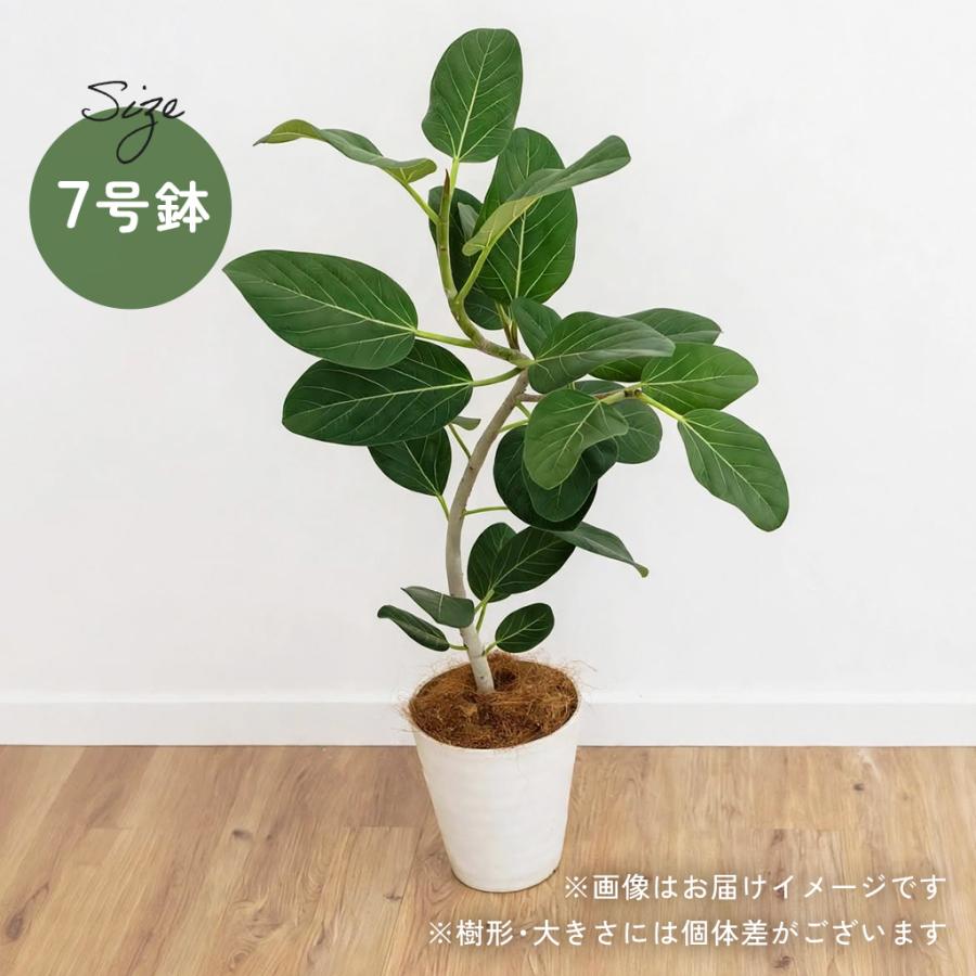 日本花キ流通 観葉植物 くねくね フィカス ベンガレンシス オードリー