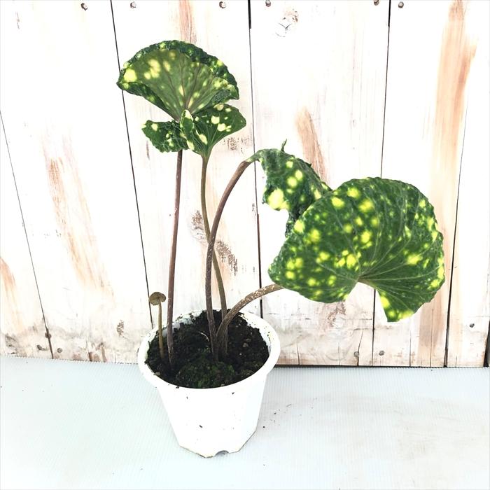 ✨ツワブキ 苗 6株 根付き✨抜き苗　山野草　農薬不使用　煮物がおいしいよ～ 51xb6wPZWhL._AC_UF1000,