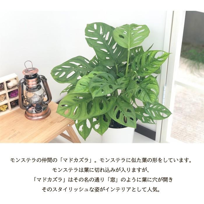 マドカズラ 6号鉢 送料無料 観葉植物 苗 インテリア おしゃれ Z フラワーネット日本花キ流通 通販 Yahoo ショッピング