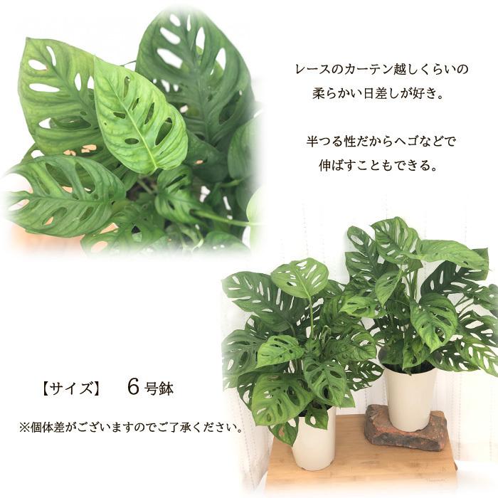 マドカズラ 6号鉢 送料無料 観葉植物 苗 インテリア おしゃれ Z フラワーネット日本花キ流通 通販 Yahoo ショッピング