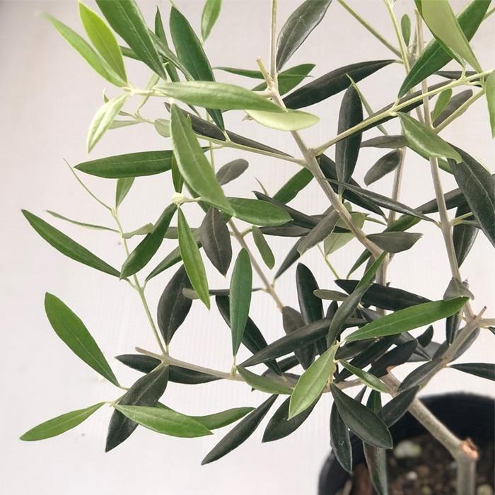 予約販売 オリーブ エルグレコ 10 5cmポット 観葉植物 オリーブの木 苗 シンボルツリー 庭木 果樹 4月中旬以降発送 Z フラワーネット日本花キ流通 通販 Yahoo ショッピング