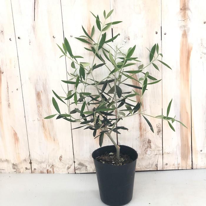 オリーブ エルグレコ 10 5cmポット 観葉植物 オリーブの木 苗 シンボルツリー 庭木 果樹 Z フラワーネット日本花キ流通 通販 Yahoo ショッピング