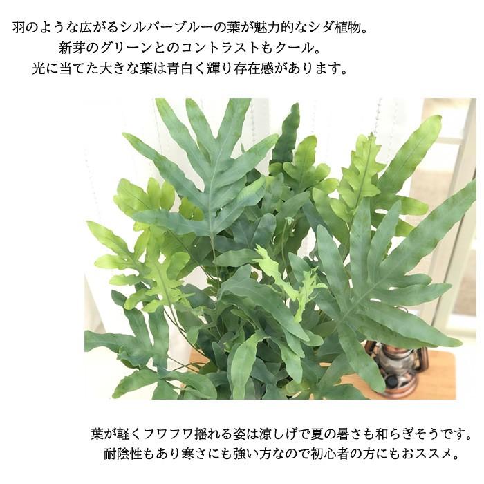 フレボディウム ブルースター 6号鉢 送料無料 観葉植物 苗 インテリア おしゃれ シダ ポリポディウム Z フラワーネット日本花キ流通 通販 Yahoo ショッピング